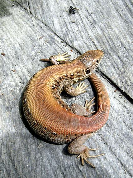 jašterica krátkohlavá Lacerta agilis