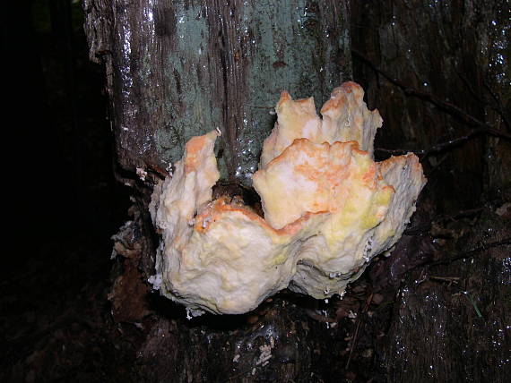 sírovec obyčajný Laetiporus sulphureus (Bull.) Murrill