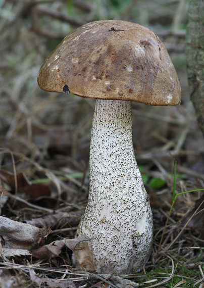 kozák brezový Leccinum scabrum (Bull.) Gray