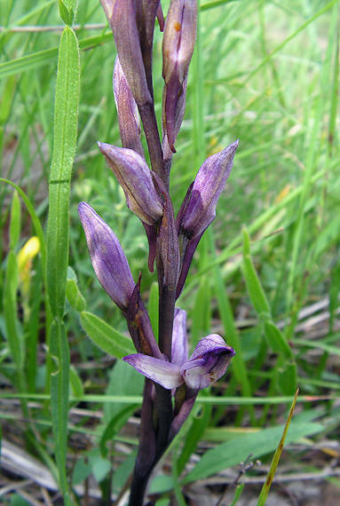 modruška pošvatá Limodorum abortivum (L.) Sw.