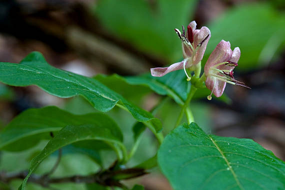 zemolez alpínsky Lonicera alpigena L.