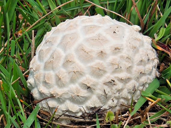 rozpadavec dlabaný Lycoperdon utriforme Bull.