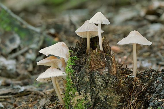 prilbička ružovolupeňová Mycena galericulata (Scop.) Gray