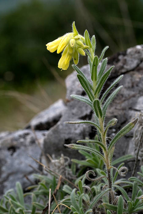 rumenica turnianská Onosma viridis (Borbás) Jávorka