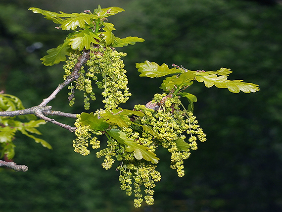 dub zimný Quercus petraea (Matt.) Liebl.