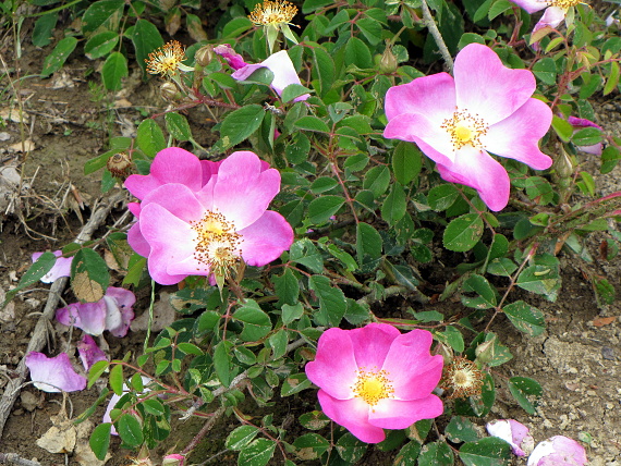 ruža galská - růže galská Rosa gallica L.