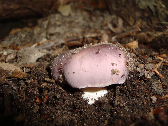 plávka modrastá Russula cyanoxantha (Schaeff.) Fr.