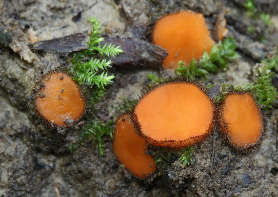 štítovnička Scutellinia sp.