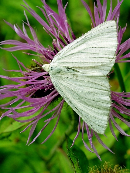 piadivka žilkovaná Siona lineata