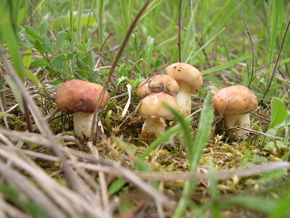 masliak zrnitý Suillus granulatus (L.) Roussel