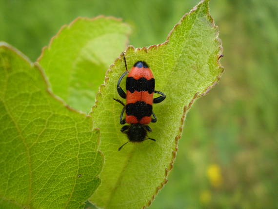 pestroš včelí Trichodes apiarus