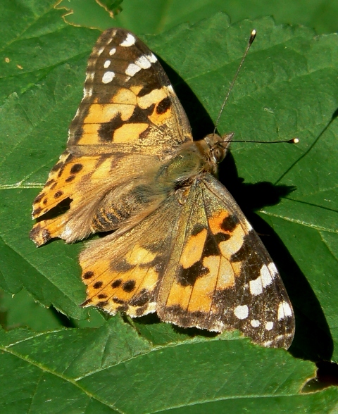 babôčka bodliaková