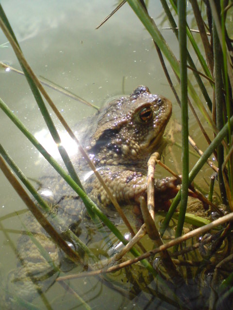 ropucha bradavičnatá