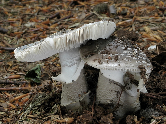 muchotrávka hrubá Amanita excelsa (Fr.) Bertill.