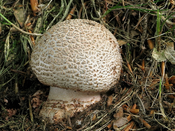 muchotrávka červenkastá Amanita rubescens Pers.