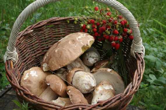 hríb dubový Boletus reticulatus Schaeff.