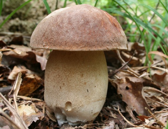 hríb dubový Boletus reticulatus Schaeff.