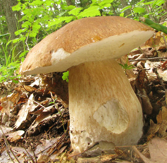 hríb dubový Boletus reticulatus Schaeff.