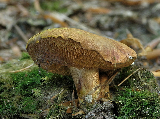 meďovec korenistý Chalciporus piperatus (Bull.) Bataille