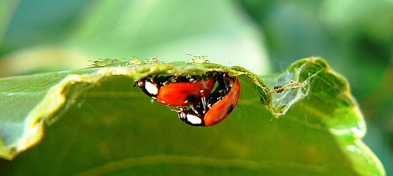 lienka dvojbodková Coccinea bipunktata