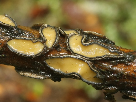 kolpóma dubová Colpoma quercinum?