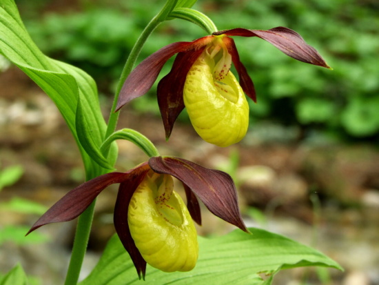 črievičník papučkový Cypripedium calceolus L.