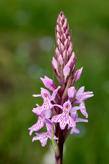 vstavačovec fuchsov pravý Dactylorhiza fuchsii subsp. fuchsii (Druce) Soó