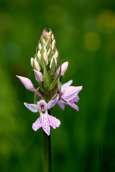 vstavačovec fuchsov pravý Dactylorhiza fuchsii subsp. fuchsii (Druce) Soó