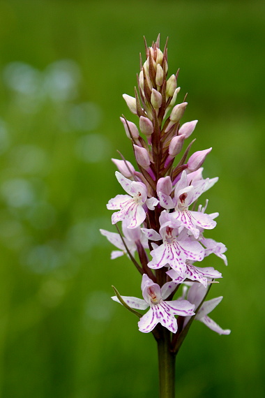 vstavačovec fuchsov pravý Dactylorhiza fuchsii subsp. fuchsii (Druce) Soó