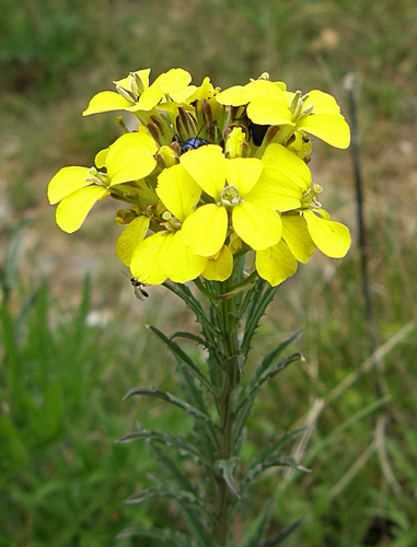 horčičník voňavý Erysimum odoratum P. Gaertn., B. Mey. et Scherb.