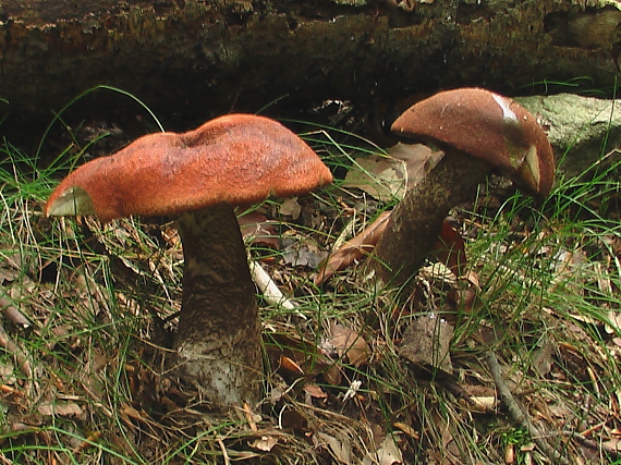 kozák dubový Leccinum aurantiacum  (Bull.) Gray