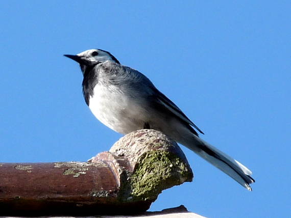 trasochvost biely Motacilla alba