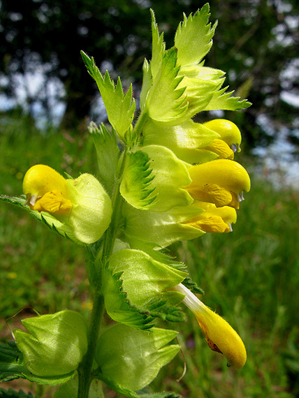 štrkáč rumelský Rhinanthus rumelicus Velen.