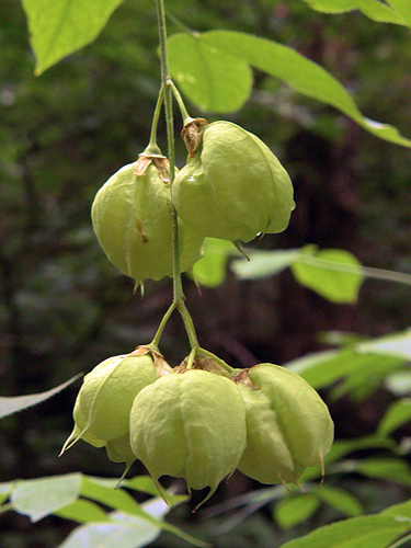 klokoč perovitý Staphylea pinnata L.