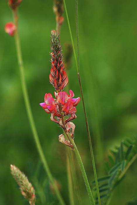 vičenec vikolistý (onobrychis viciifolia)