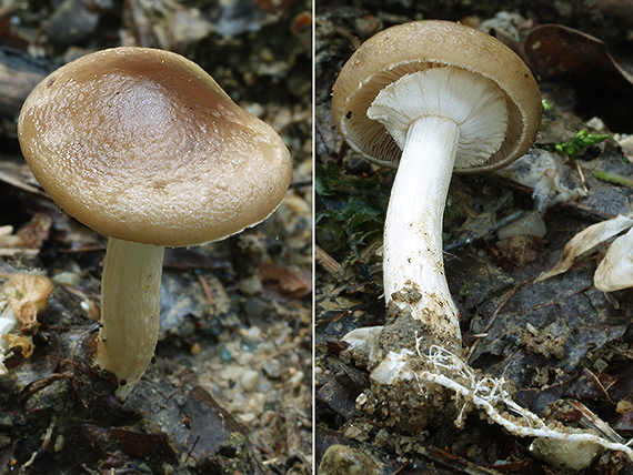 poľnička včasná Agrocybe praecox (Pers.) Fayod