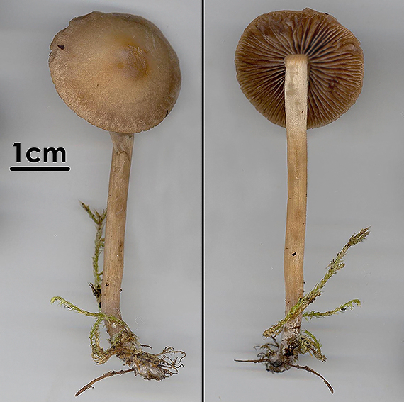 poľnička Agrocybe sp.