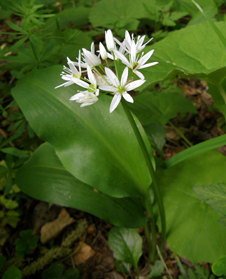 cesnak medvedí Allium ursinum L.