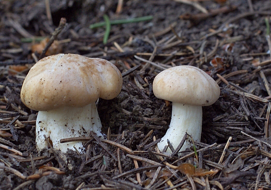 čírovnica májová Calocybe gambosa (Fr.) Donk