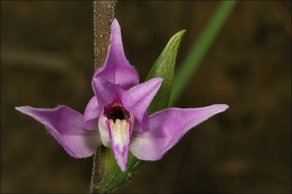 prilbovka červená Cephalanthera rubra (L.) Rich.