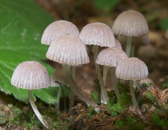 hnojník rozsiaty Coprinellus disseminatus (Pers.) J.E. Lange