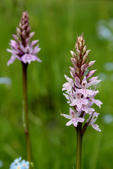 vstavačovec fuchsov pravý Dactylorhiza fuchsii subsp. fuchsii (Druce) Soó