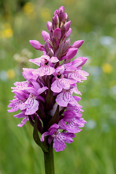 vstavačovec fuchsov pravý Dactylorhiza fuchsii subsp. fuchsii (Druce) Soó