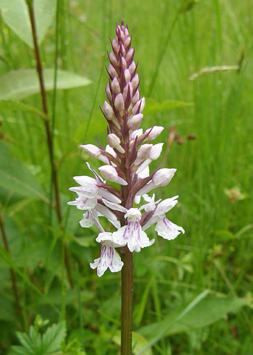 vstavačovec fuchsov soóov Dactylorhiza fuchsii subsp. sooana (Borsos) Borsos