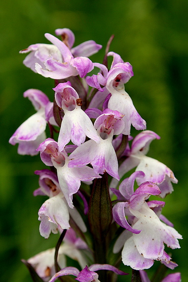 vstavačovec  Dactylorhiza sp.