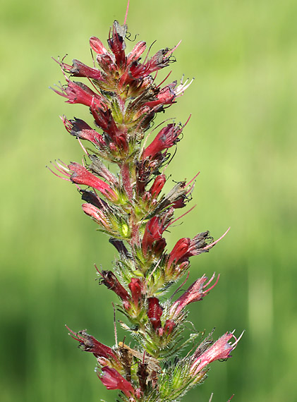 hadinec červený - hadinec nachový Echium russicum J. F. Gmel.
