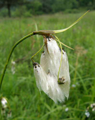 páperník úzkolistý Eriophorum angustifolium Honck.