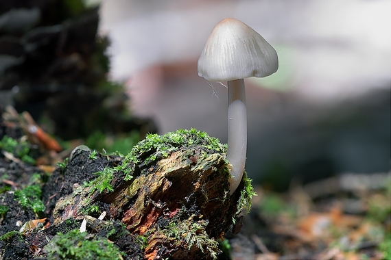 prilbicka ružovolupeňová Mycena galericulata (Scop.) Gray