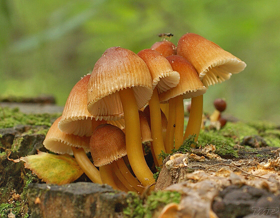 prilbička žltohlúbiková Mycena renati Quél.