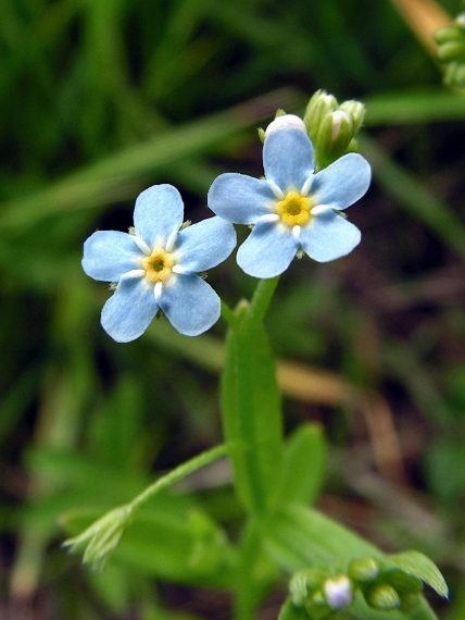 nezábudka močiarna Myosotis scorpioides L.